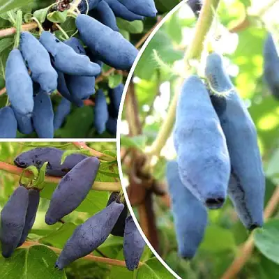 Комплект СЛАДКИЕ ХИТЫ в Слуцке