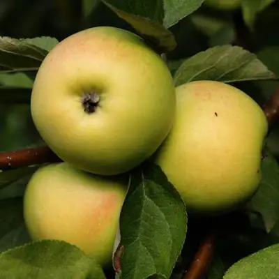 Яблоня ДАНИЛА в Слуцке