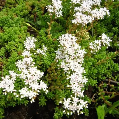 Очиток (седум) ХЛОРОТИКУМ белый в Слуцке