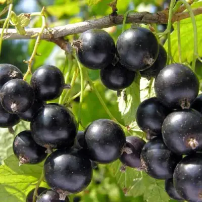 Смородина чёрная НЕСТЕР КОЗИН в Слуцке