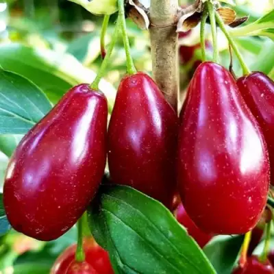 Кизил ВЛАДИМИРСКИЙ в Слуцке