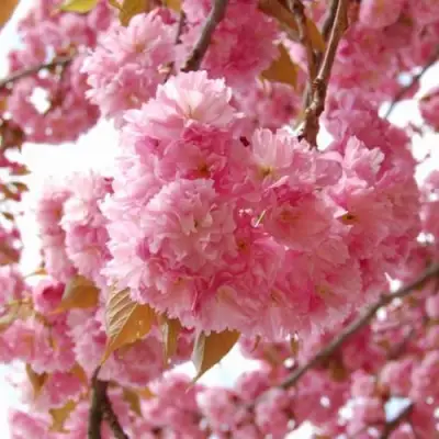 САКУРА  в Слуцке