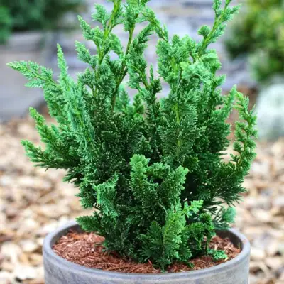 Кипарисовик ВИСЕЛЛИ лавсона в Слуцке