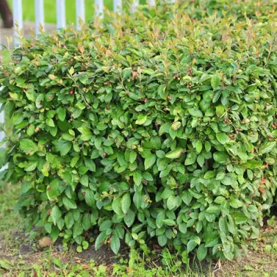 Кизильник блестящий в Слуцке