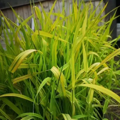 Фалярис АРКТИК САН тростниковый в Слуцке