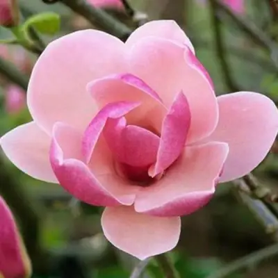 Магнолия РУСТИКА РУМБА в Слуцке