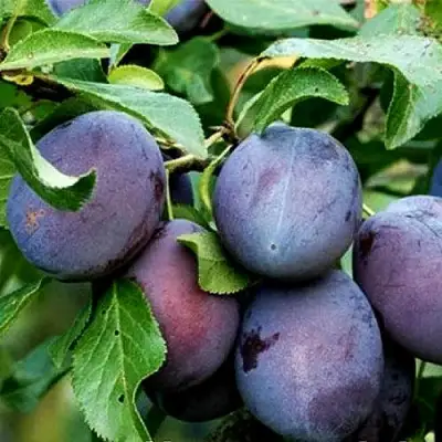 Слива ВЕНГЕРКА БЕЛОРУССКАЯ в Слуцке