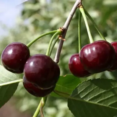 Вишня МОРОЗОВКА в Слуцке