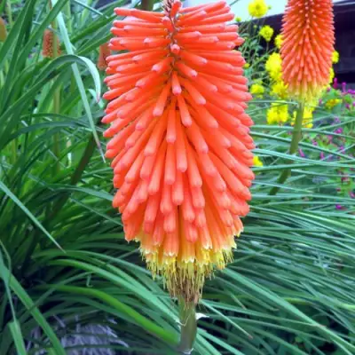 Книфофия БЕНГАЛ ФАЕР гибридная в Слуцке