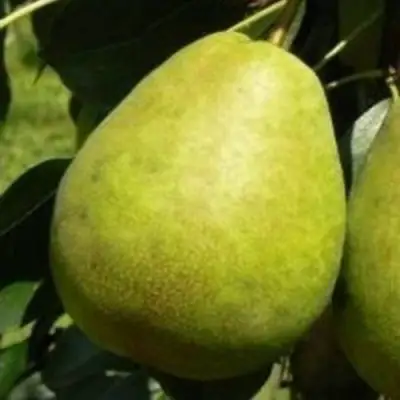 Груша ЛАГОДНАЯ в Слуцке