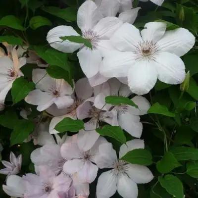 Клематис ИОАНН ПАВЕЛ 2 в Слуцке