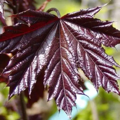 Клен КРИМСОН КИНГ остролистный в Слуцке