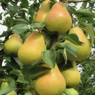 Груша ЛЮБИМИЦА ЯКОВЛЕВА в Слуцке