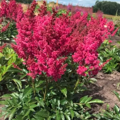 Астильба ЛАКИ ДЕЙ Арендса в Слуцке