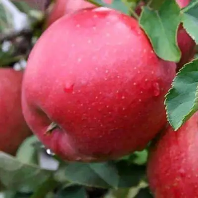 Яблоня ЧЕМПИОН в Слуцке