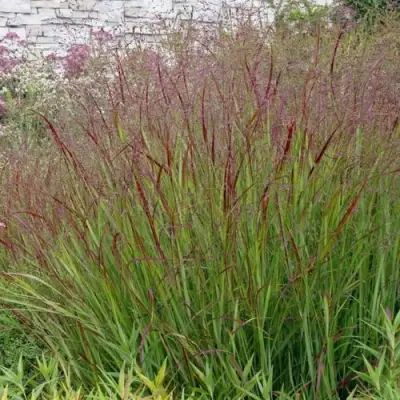 Просо ШЕНАНДО прутьевидное в Слуцке