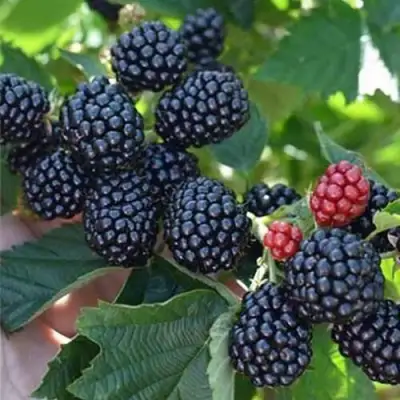 Ежевика ПОЛАР бесшипная  в Слуцке