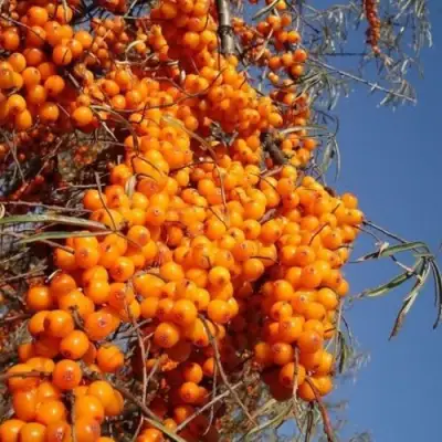 Облепиха СУДАРУШКА в Слуцке