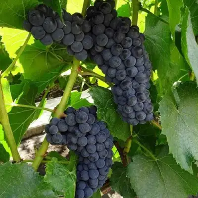 Виноград ВЭЛИАНТ в Слуцке