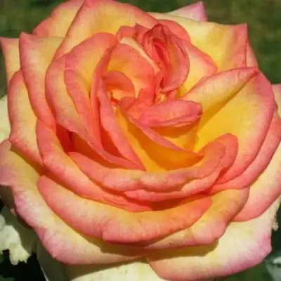 саженцы розы Амазонка