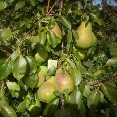 Груша БЕРЕ ЛЮКА в Слуцке