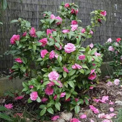 Камелия ДЕББИ в Слуцке