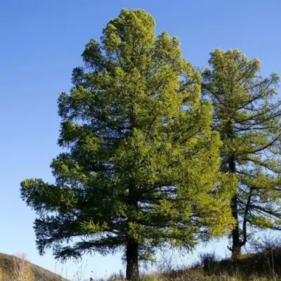 Лиственница сибирская в Слуцке
