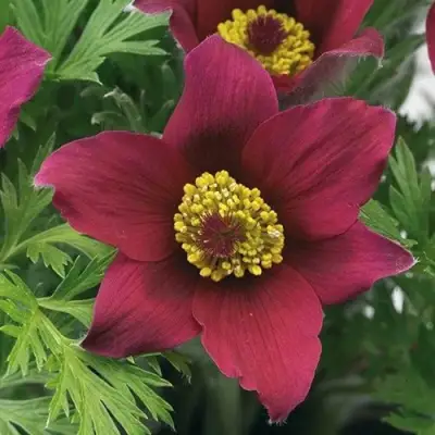 Прострел ПИНВИЛ РЕД ШЕЙДЕС в Слуцке