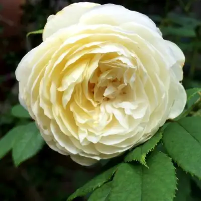 Роза КЛЭР ОСТИН английская в Слуцке