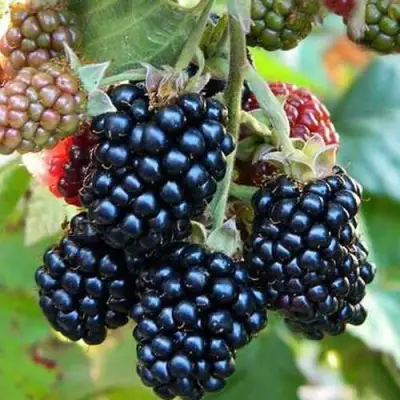 Ежевика ДЖАМБО бесшипная  в Слуцке