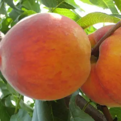 Персик СОЧНЫЙ в Слуцке