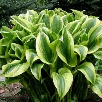 Хоста АУРЕОМАРГИНАТА в Слуцке