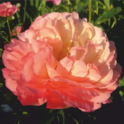 Пион КОРАЛ СУПРИМ травянистый в Слуцке