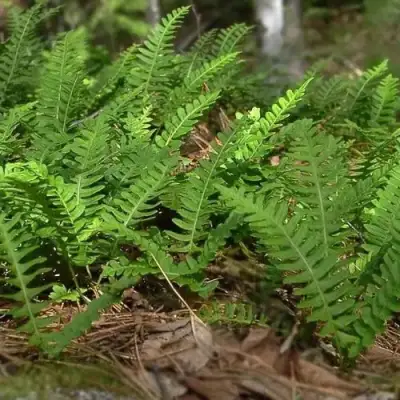 Многоножка обыкновенная в Слуцке