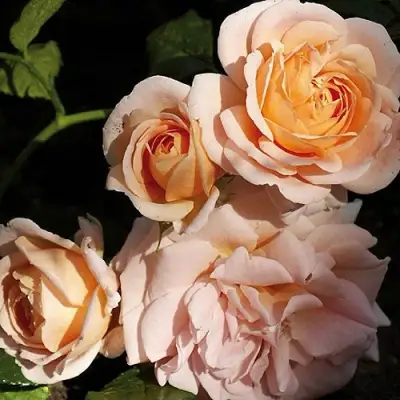 Роза ГЕЙША чайно-гибридная в Слуцке