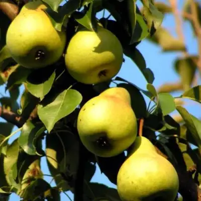 Груша НЕЖНОСТЬ колонновидная	 в Слуцке
