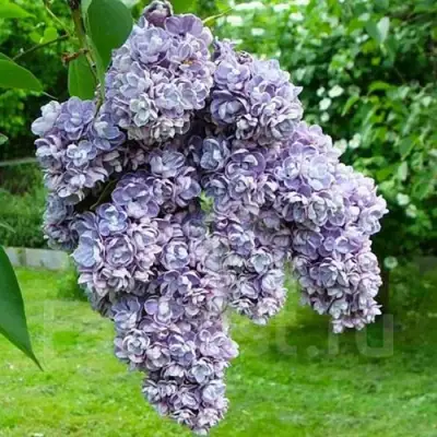Сирень АМИ ШОТТ в Слуцке