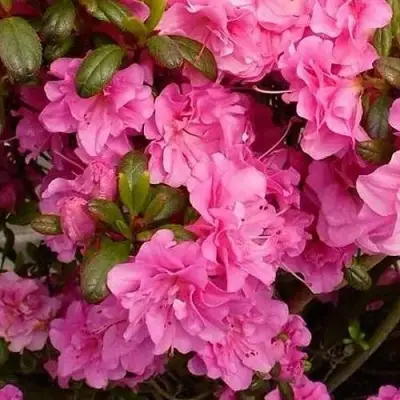 Азалия ПЕТТИКОУТ японская в Слуцке