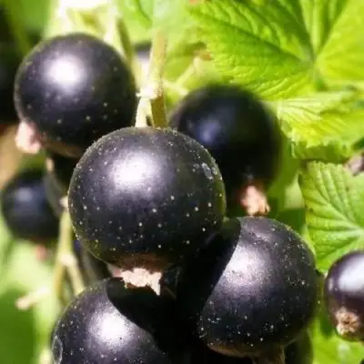 Смородина черная ЧЕРНООКАЯ в Слуцке