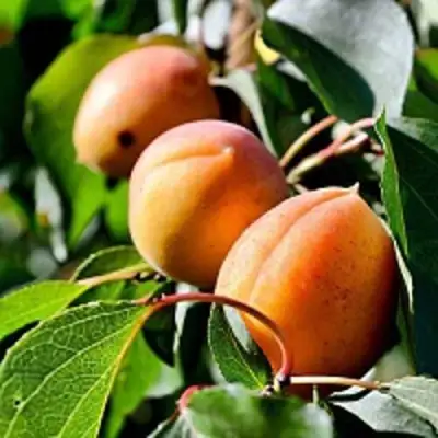 Абрикос БАЙ в Слуцке