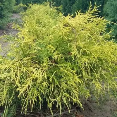 Кипарисовик ФИЛИФЕРА АУРЕА горохоплодный в Слуцке