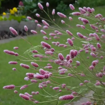 Кровохлебка РОК ЭНД РОЛЛ в Слуцке