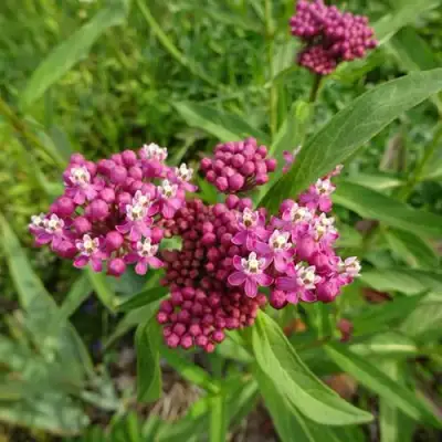 Ваточник МЯСО-КРАСНЫЙ в Слуцке