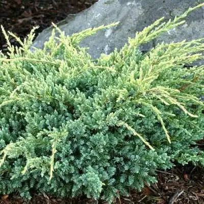 Можжевельник ХОЛГЕР чешуйчатый в Слуцке