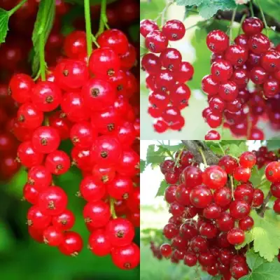 Комплект КРАСНЫЙ УРОЖАЙ в Слуцке