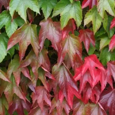 Девичий виноград тройчатый ВИЧИ в Слуцке