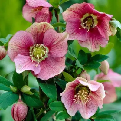 Морозник ВОСТОЧНЫЙ в Слуцке