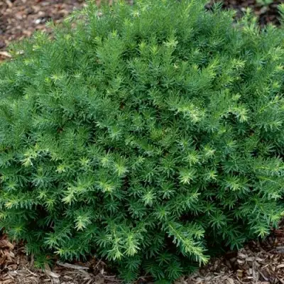 Тис ХИКСИ средний в Слуцке