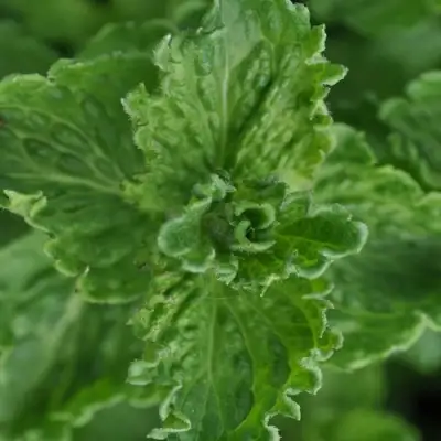 Мята КРИСПА в Слуцке