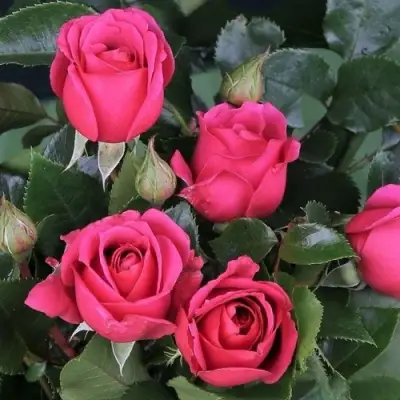 Роза ЛАВ ЛЕТТЕР флорибунда в Слуцке